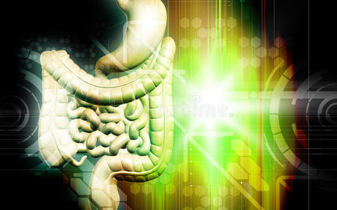人体消化系统图片