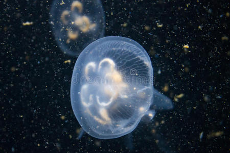 蓝月亮水母照片