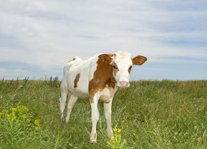 夏日草地上的小快乐母牛