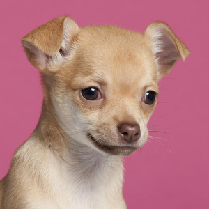 娃娃小狗特写镜头一只黑色的小狗的特写,2岁,与世隔绝波美拉尼亚头像