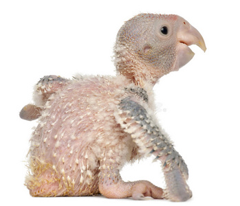 鹦鹉种类非洲灰鹦鹉照片