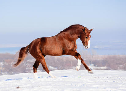 冬天雪地上的红马照片