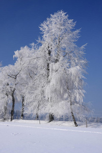 冬季景观