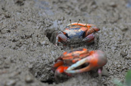 泥蟹.米埔沼泽地.香港.照片