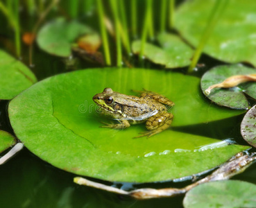 普通水蛙