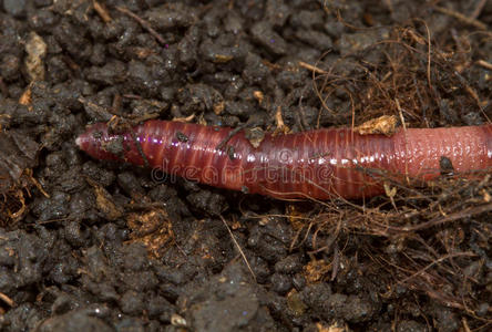 蚯蚓图片