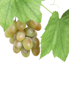 一串绿色的葡萄在一个葡萄藤中分离出来