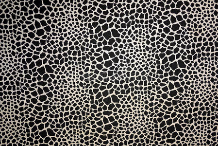 黑白纹理蜥蜴皮纹照片