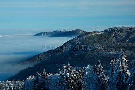 冷杉 和平 高的 假日 公园 降雪 欧洲 国家 森林 寒冷的