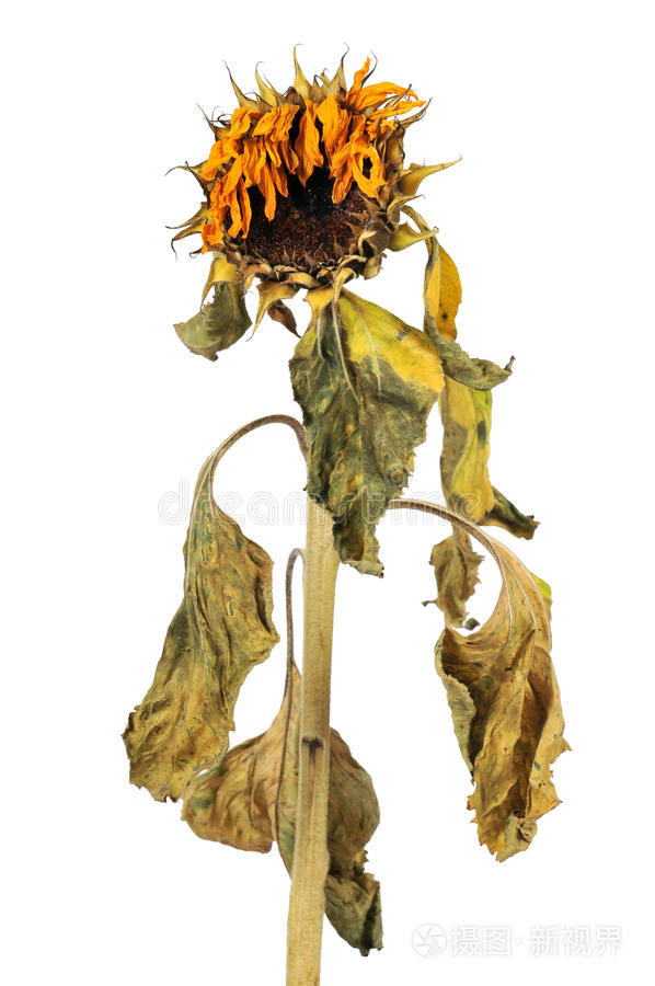 枯萎向日葵
