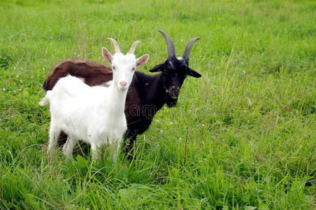 白山羊和黑山羊照片