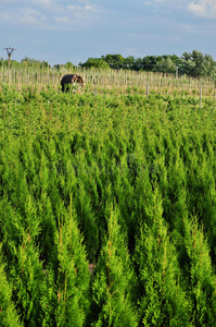 图亚 天空 林业 森林 生长 植物 自然 种植园 公园 外部