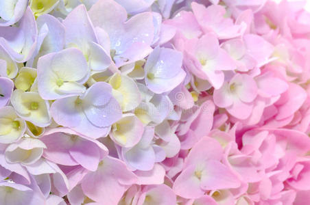粉色绣球花美丽的紫粉色绣球花照片