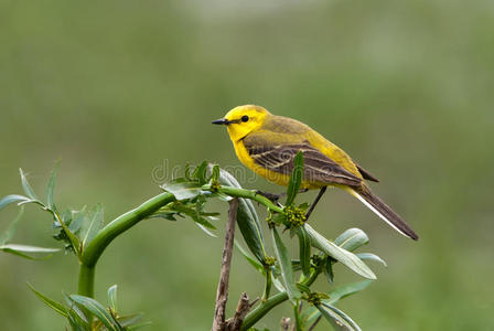 黄花蛇尾草