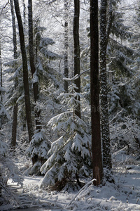 清晨湿地站后降雪图片