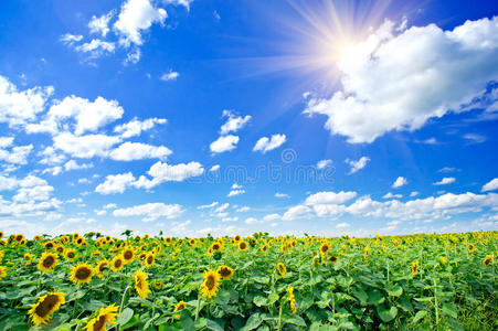 夏天向日葵地。