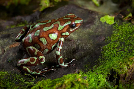 巴拿马雨林的金毒飞镖蛙