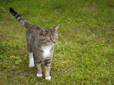 草地上的猫