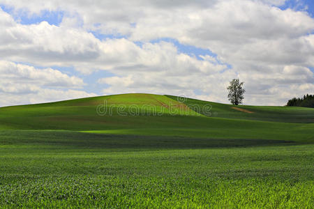 孤独的树，草和天空的风景。