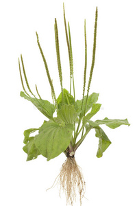 罗布麻家族图片