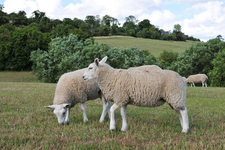 在绿地上吃草的羊