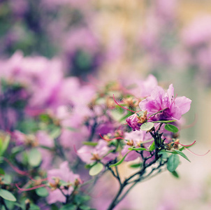 花园里有粉红色的花