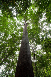 热带雨林树