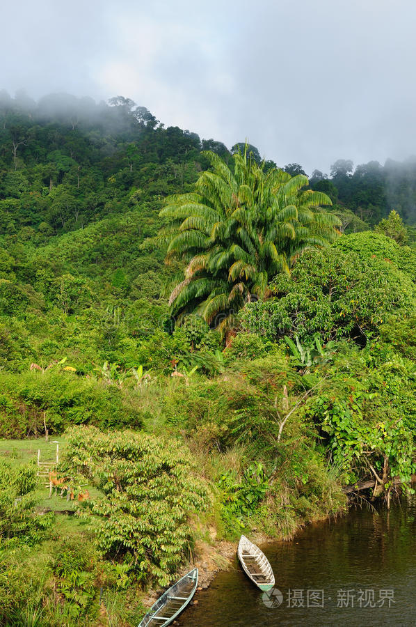 印度尼西亚热带婆罗洲野生丛林