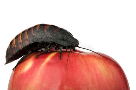 苹果上的蟑螂