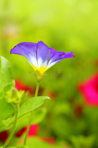 美丽的花园花朵