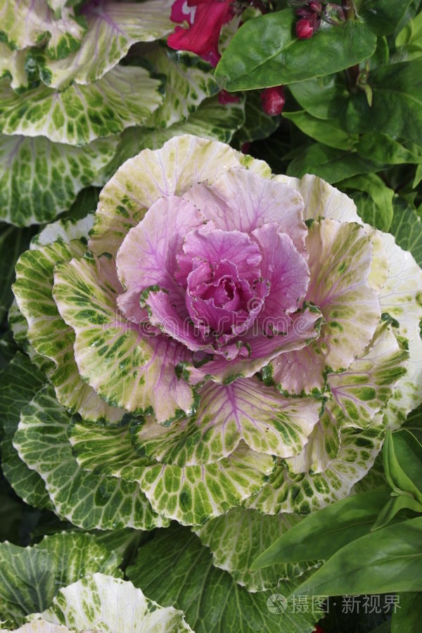 阿拉斯加安克雷奇甘蓝玫瑰动物园