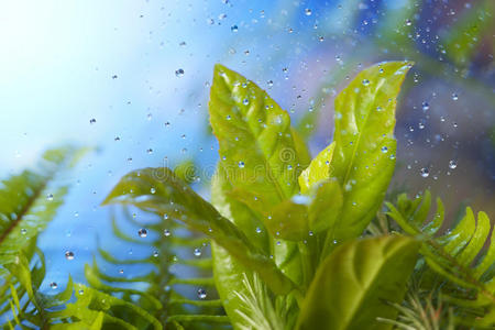 春雨落叶图片