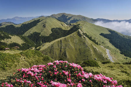 台湾杜鹃花山景。