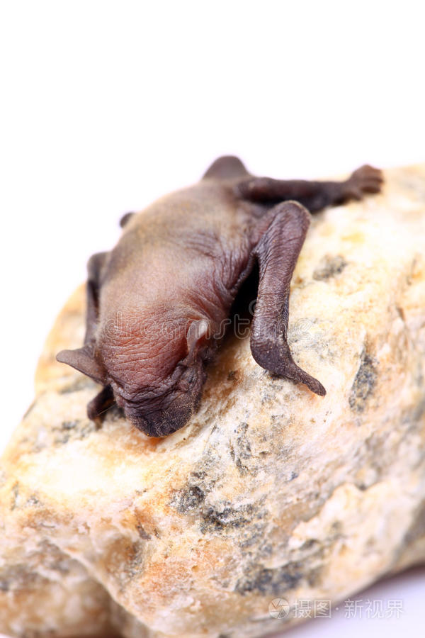 蝙蝠刚出生的样子图片