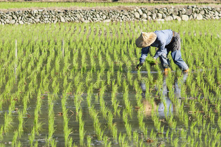 在稻田里种植的农工。