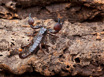 棕色蝎子图片