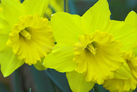 黄水仙花