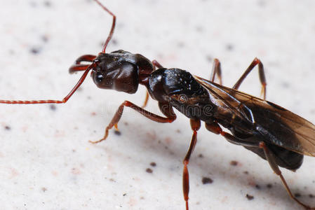 大黑翅蚂蚁照片