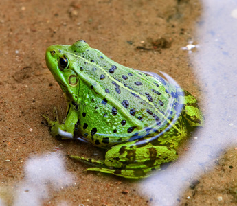 绿色欧洲青蛙