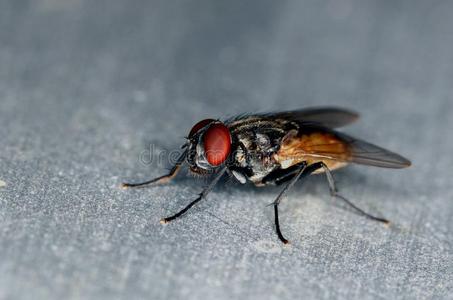 独立的黑褐色普通苍蝇照片