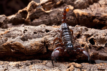 棕色蝎子图片
