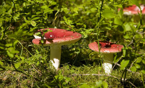 一些红头草蘑菇