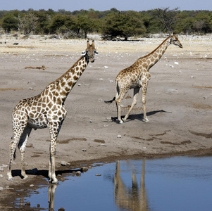 长颈鹿埃托沙国家公园纳米比亚