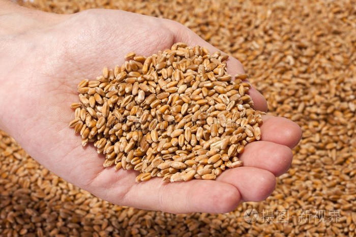 满是成熟小麦种子的手