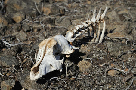 死亡的动物图片