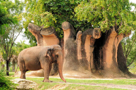 雌性哺乳动物图片