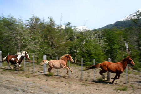 三匹跑马