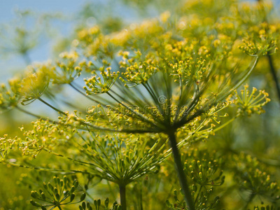 莳萝开花