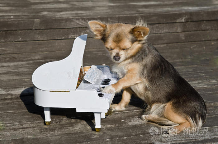 一套狗卡通片吉娃娃弹钢琴带吉他的黄猫猫歌手动物玩智力游戏男孩的手