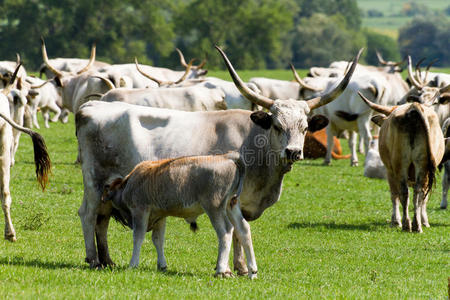 匈牙利灰色公牛